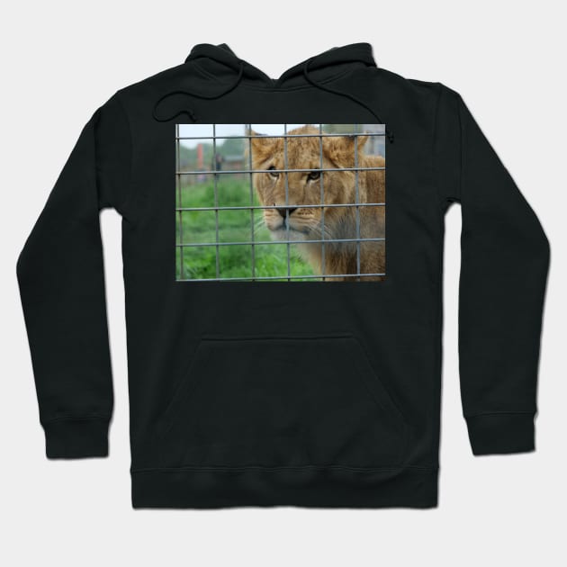 Lioness stare from inside enclosure zoo Hoodie by fantastic-designs